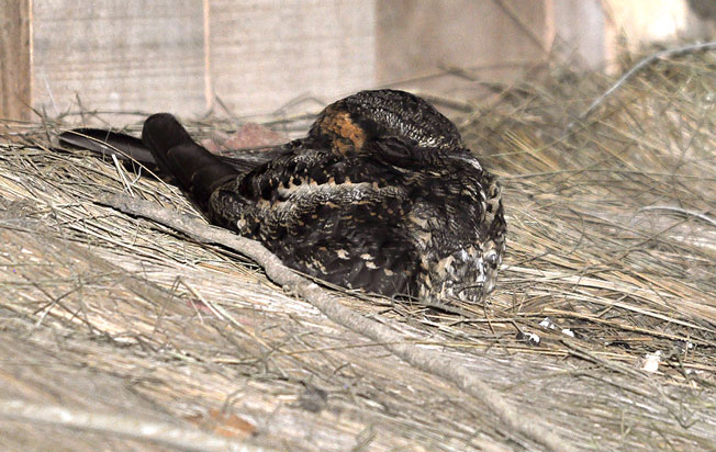 lyre-tailed_nightjar