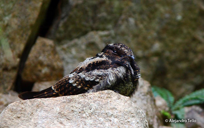 lyre-tailed_nightjar