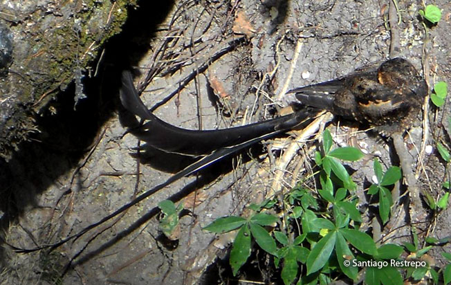 lyre-tailed_nightjar