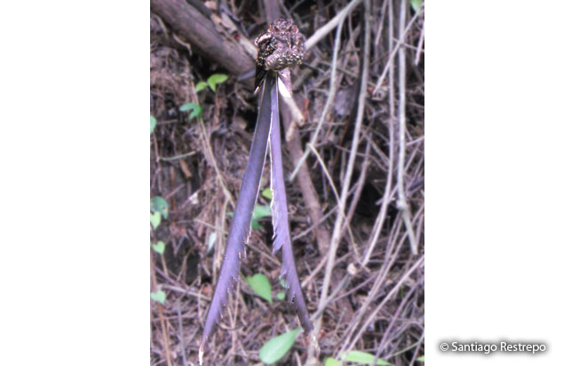 lyre-tailed_nightjar