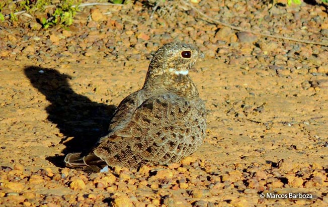 nacunda-nighthawk