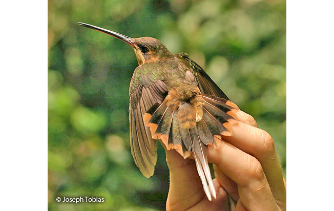 needle-billed-hermit