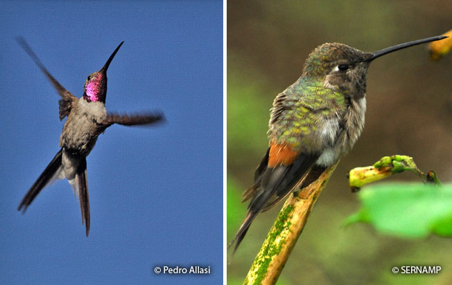 oasis_hummingbird