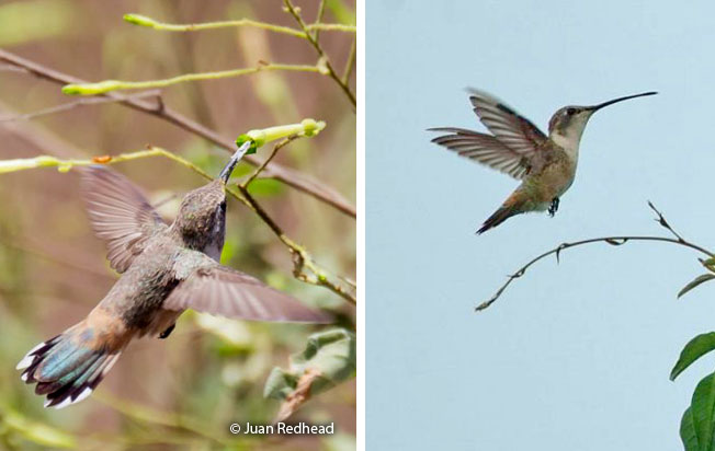 oasis_hummingbird