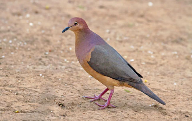 ochre-bellied_dove