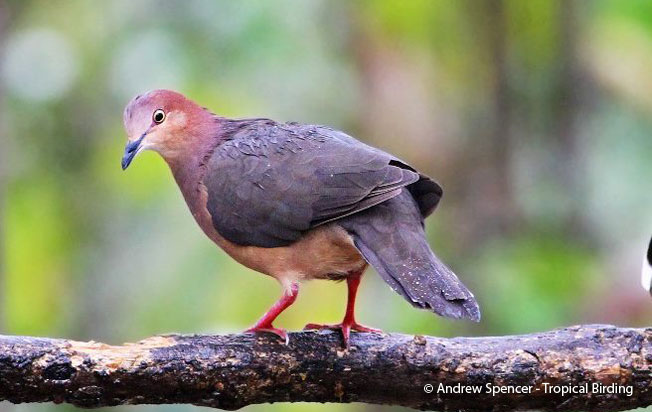 ochre-bellied_dove