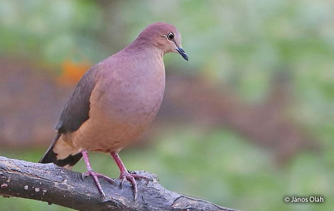 ochre-bellied_dove
