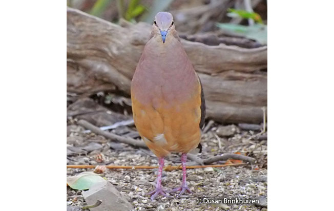 ochre-bellied_dove