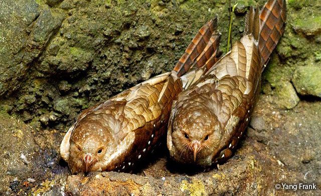 oilbird
