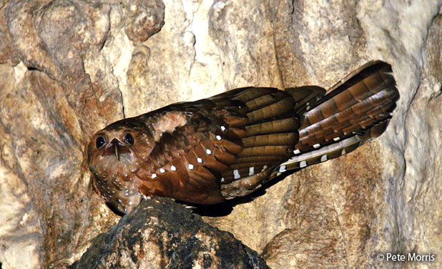 oilbird