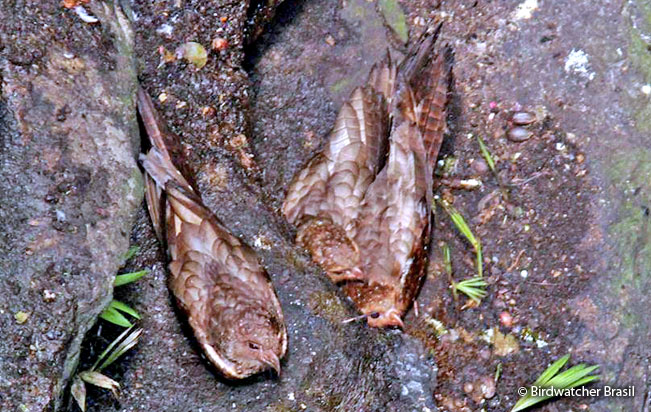 oilbird