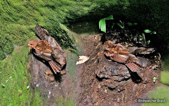 oilbird
