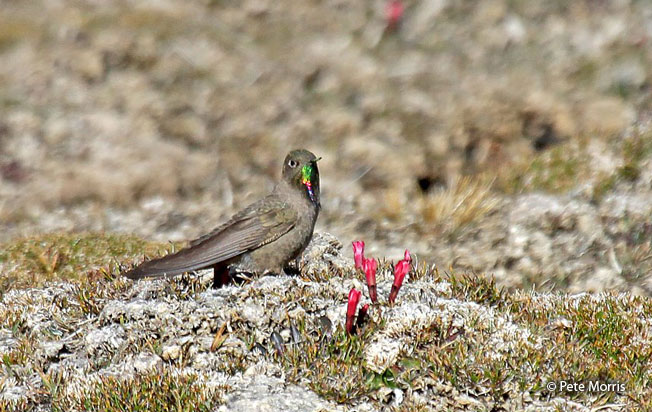 olivaceous_thornbill