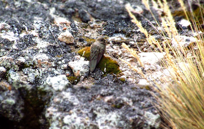 olivaceous_thornbill