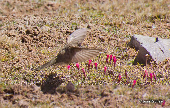 olivaceous_thornbill