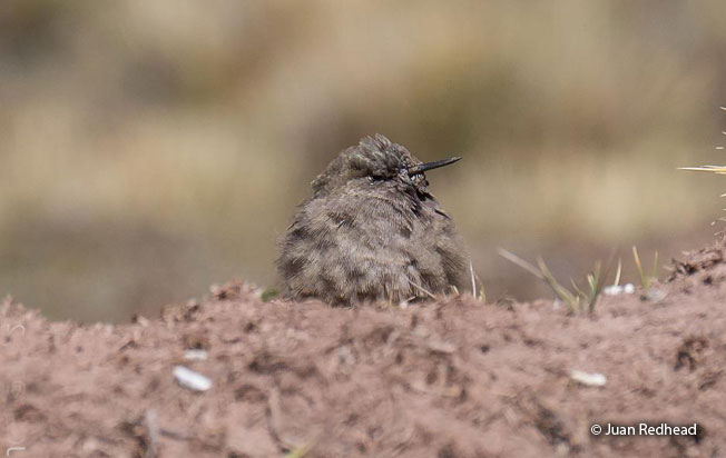 olivaceous_thornbill