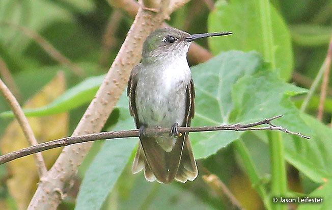 olive-spotted_hummingbird