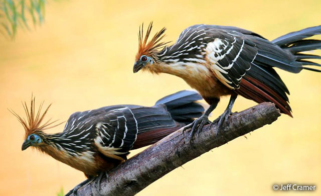hoatzin