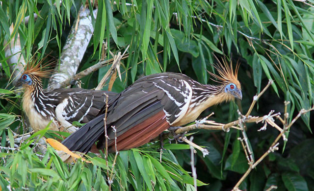 hoatzin