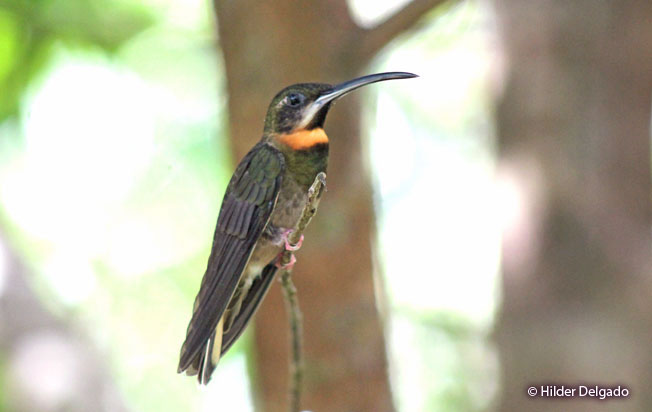 pale-tailed-barbthroat