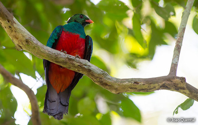 pavonine_quetzal