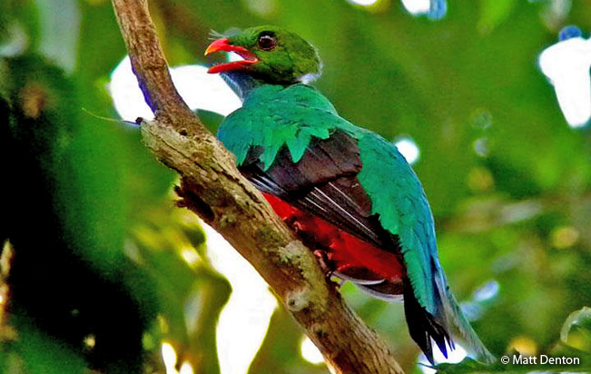pavonine_quetzal