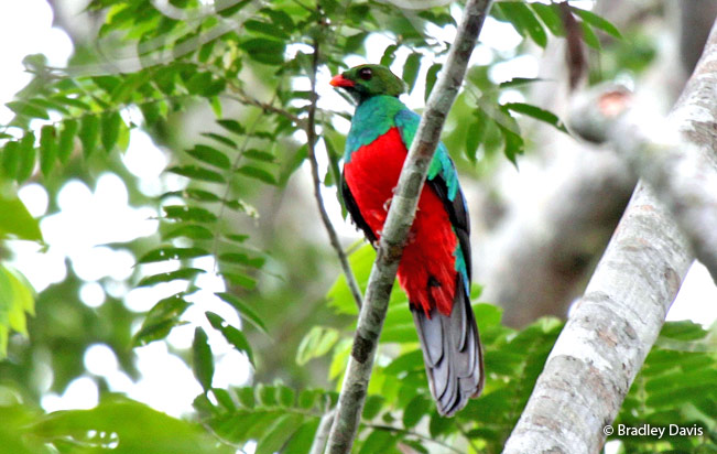 pavonine_quetzal