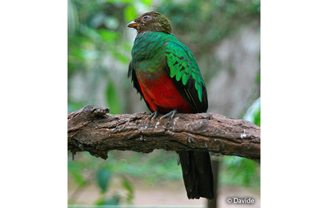 pavonine_quetzal