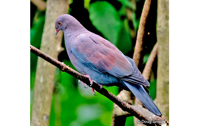 peruvian_pigeon