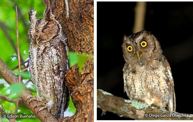 peruvian_screech-owl