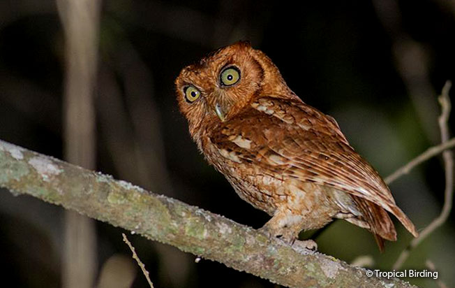 peruvian_screech-owl