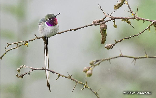 peruvian_sheartail