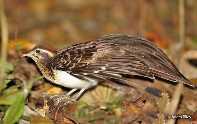 pheasant_cuckoo