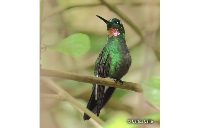 pink-throated_brilliant