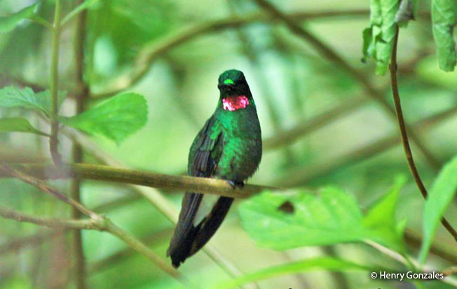 pink-throated_brilliant