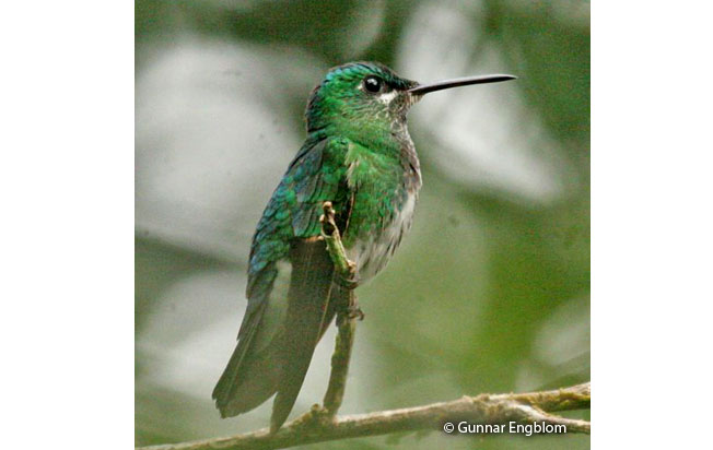 pink-throated_brilliant