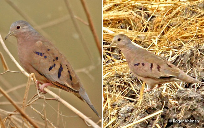 plain-breasted_ground-dove