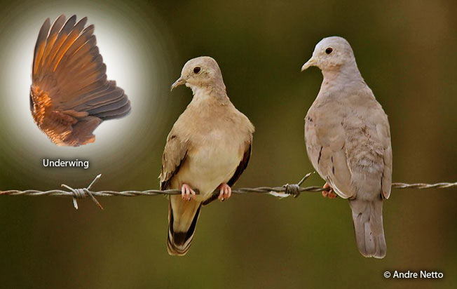 plain-breasted_ground-dove