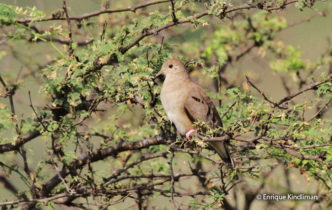 plain-breasted_ground-dove