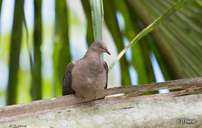 plumbeous-pigeon