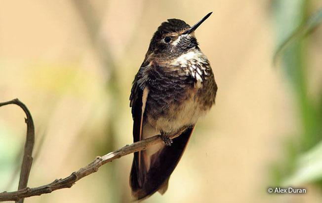 purple-backed-sunbeam