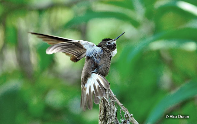 purple-backed-sunbeam