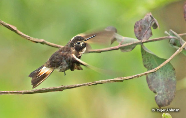 purple-backed-sunbeam