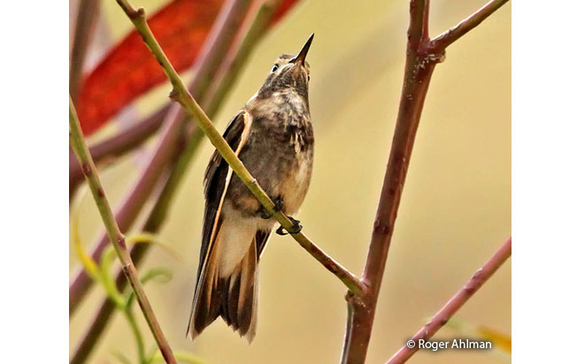 purple-backed-sunbeam