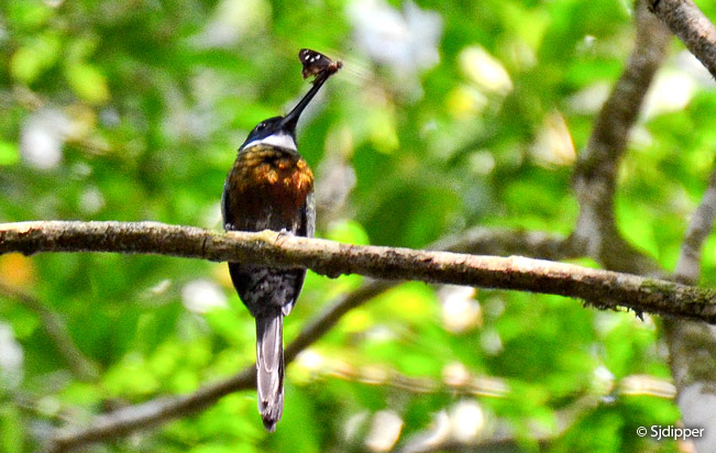 purplish-jacamar