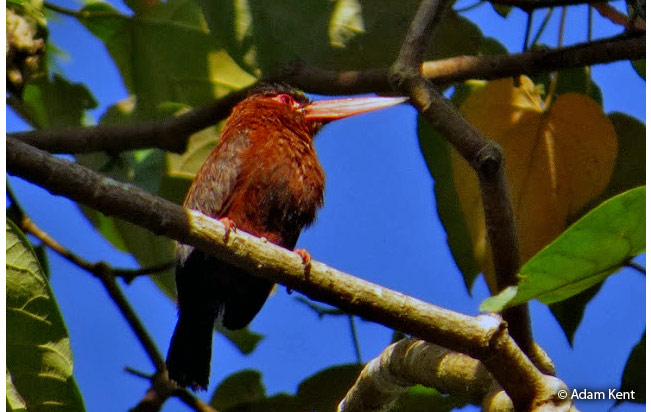 purus_jacamar