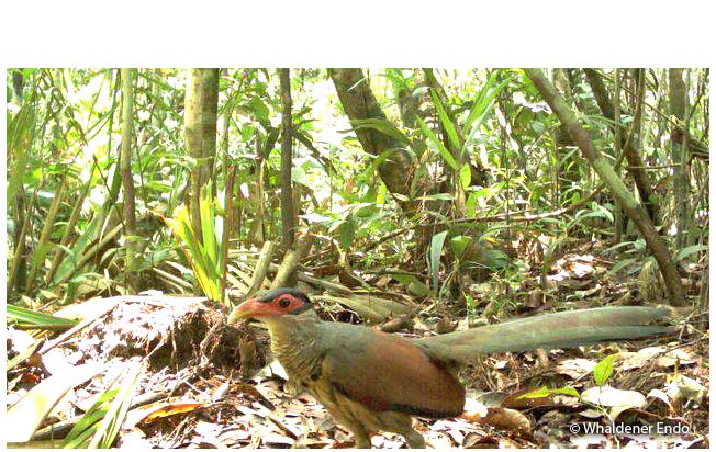 red-billed_ground-cuckoo