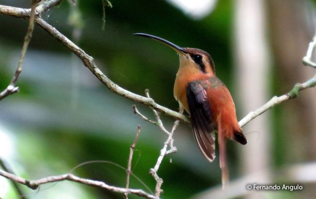 reddish-hermit