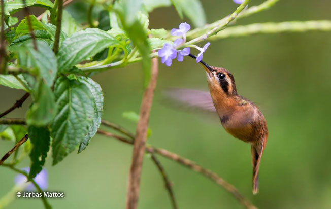 reddish-hermit