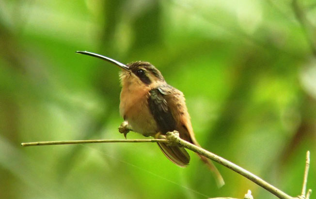 reddish-hermit
